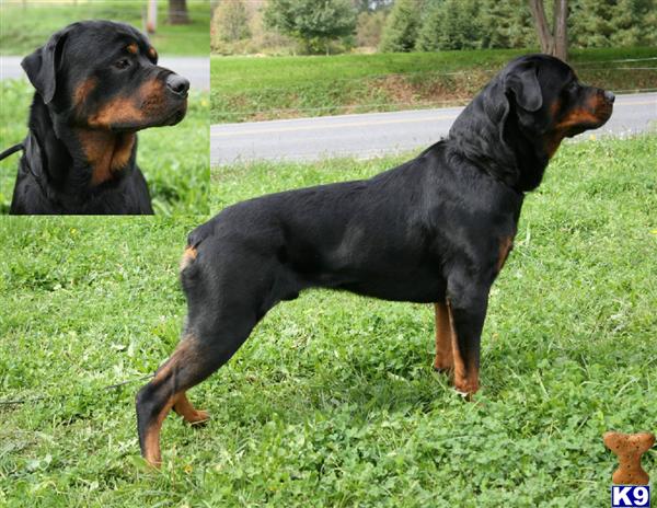 Stud Dogs - Rottweiler